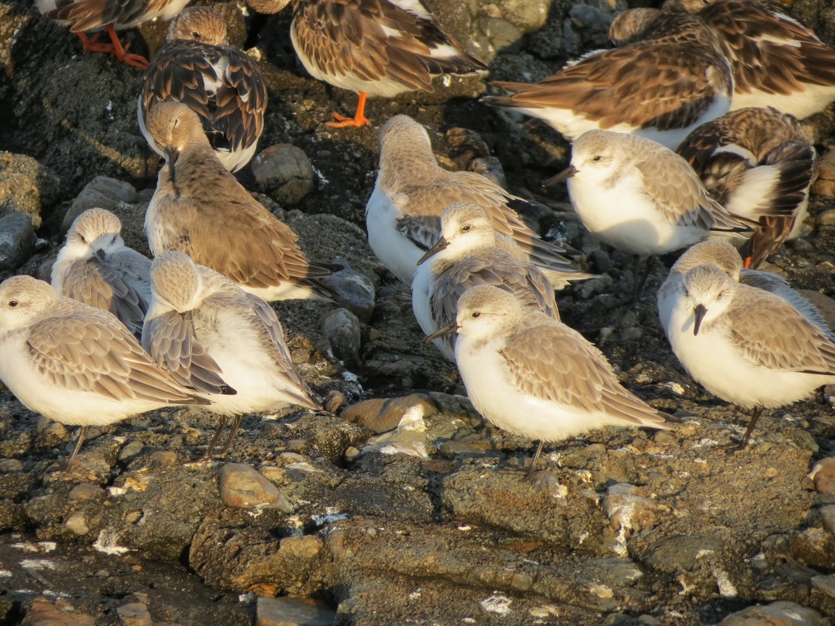 Dunlin - ML646552961