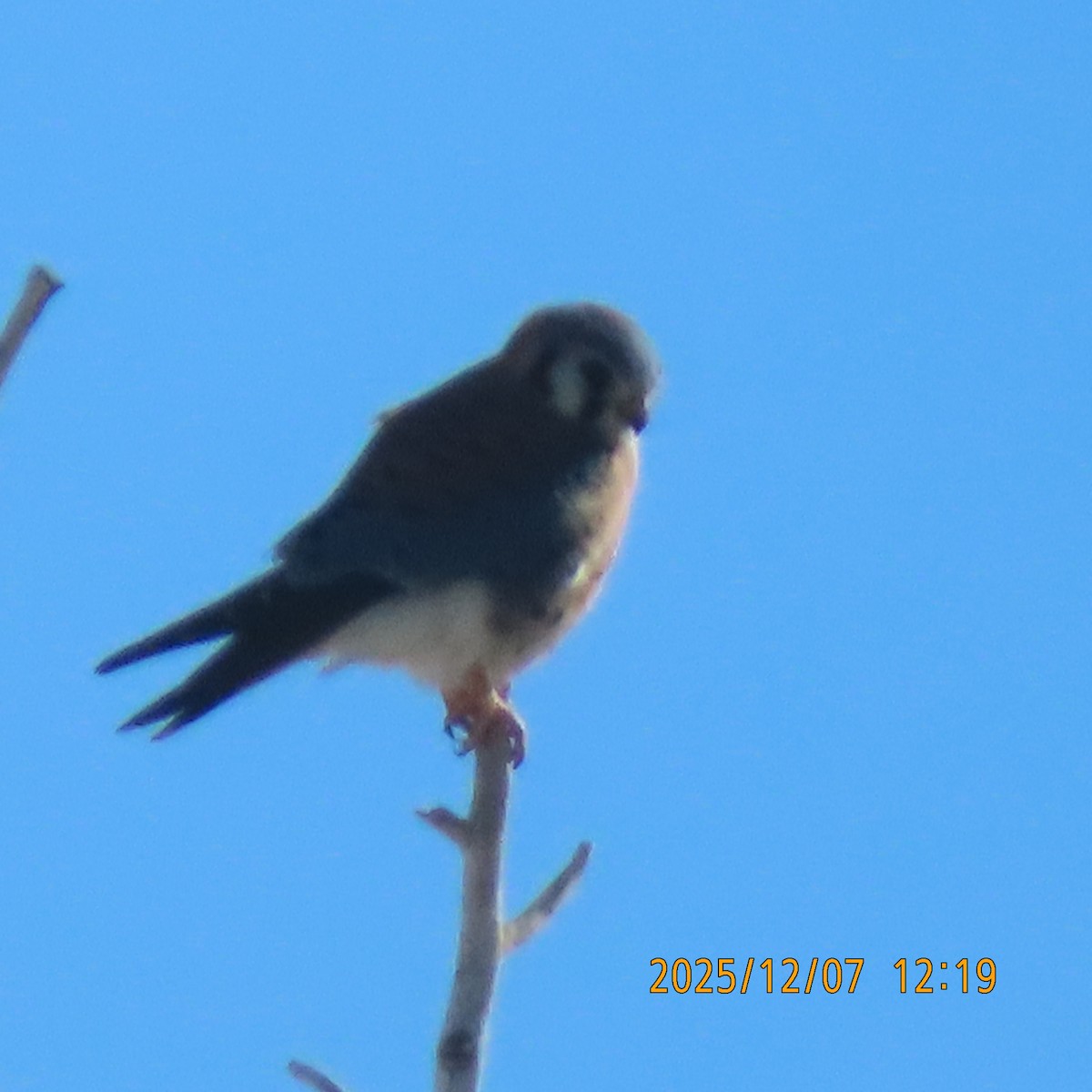 American Kestrel - ML646552962