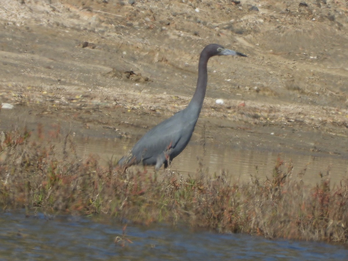 Little Blue Heron - ML646552963