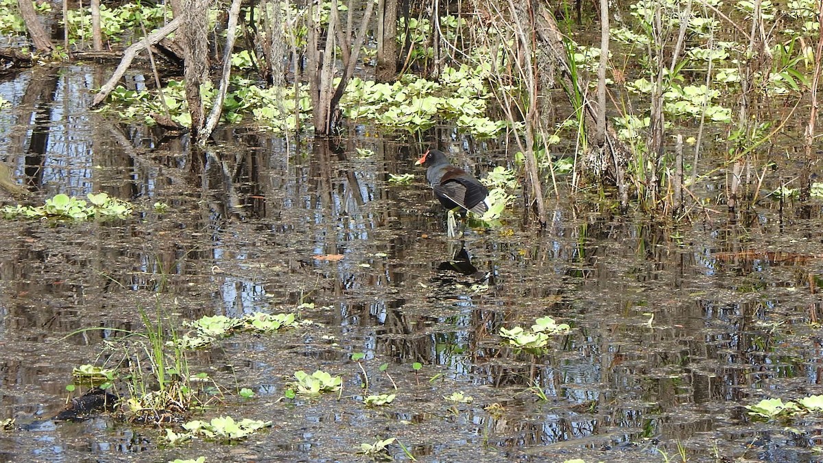 Common Gallinule - ML646552968