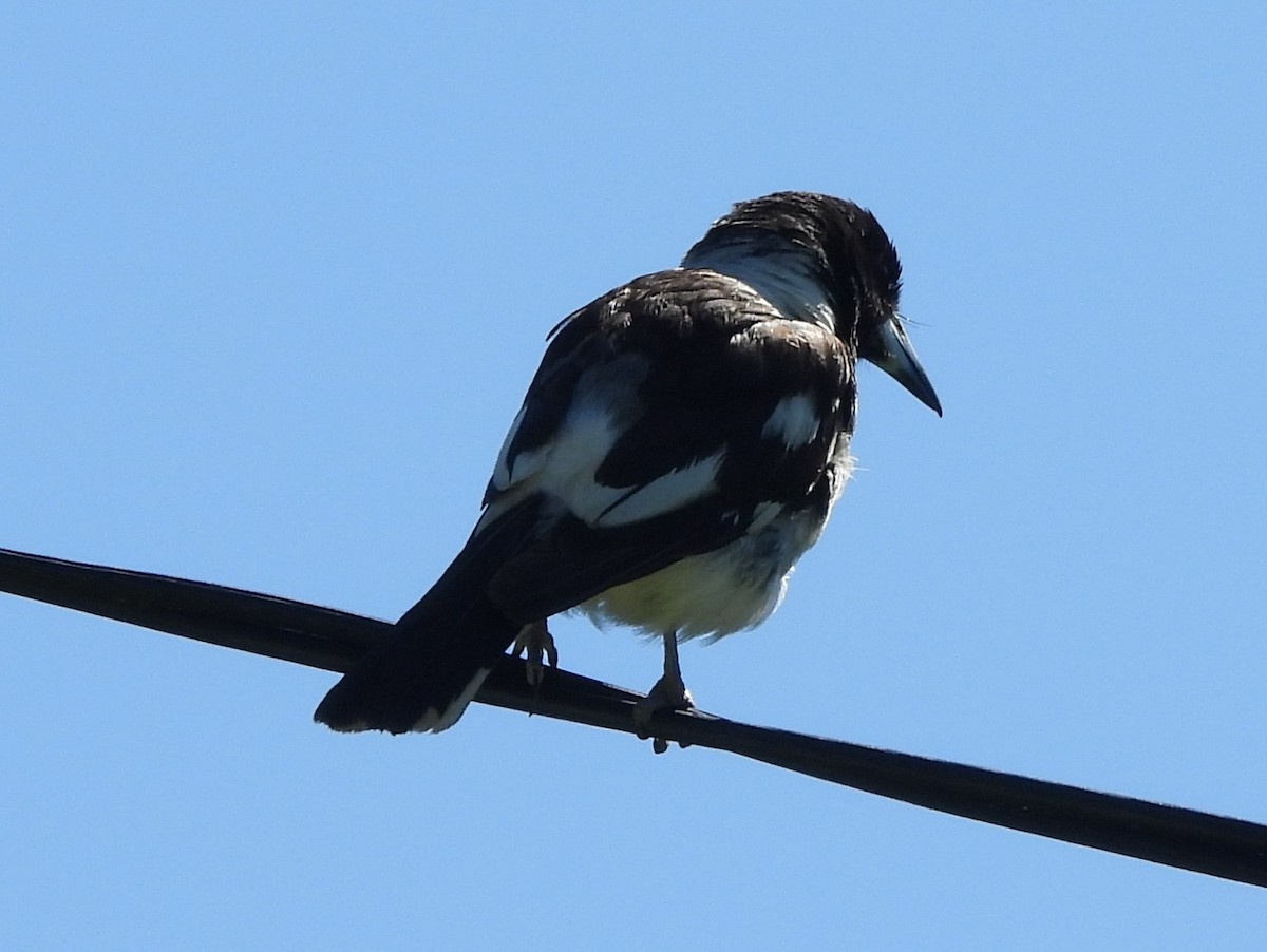 Pied Butcherbird - ML646552969