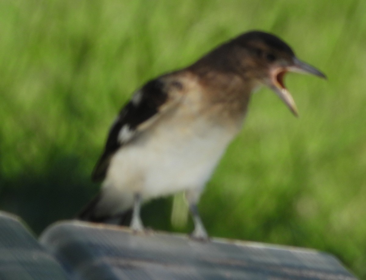Pied Butcherbird - ML646552970