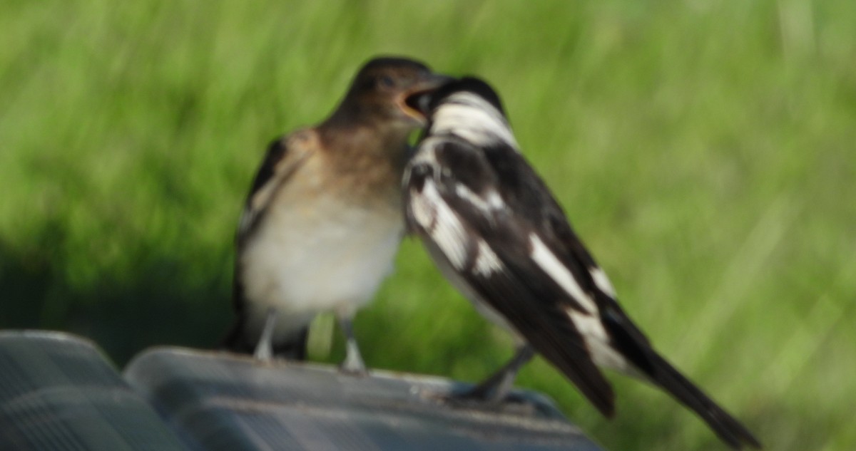 Pied Butcherbird - ML646552971