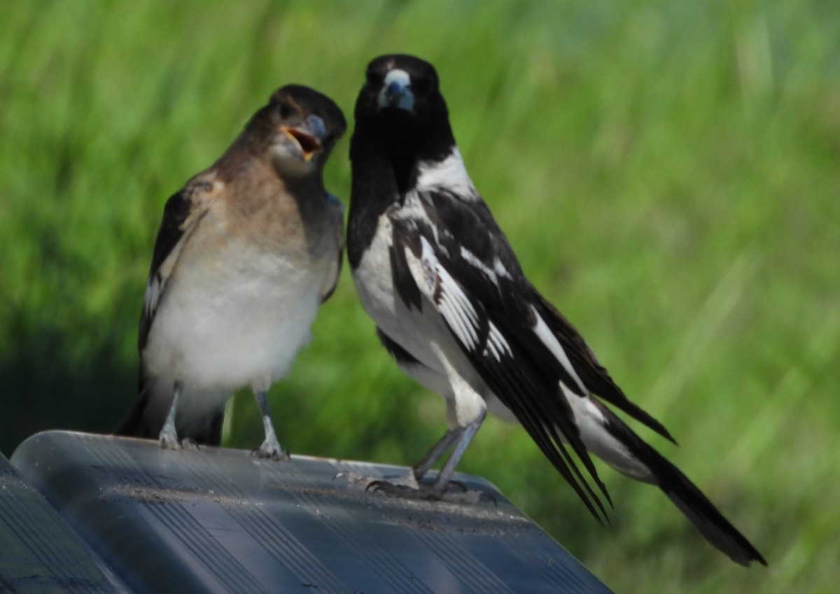 Pied Butcherbird - ML646552972