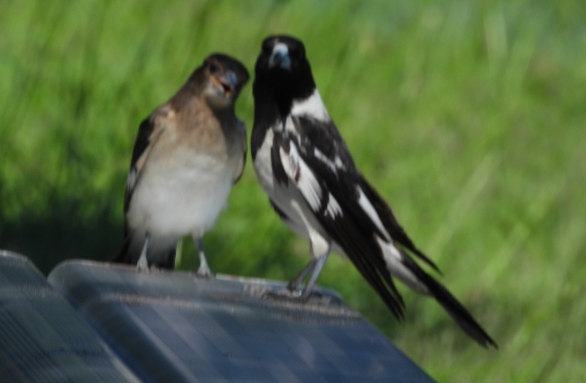 Pied Butcherbird - ML646552973