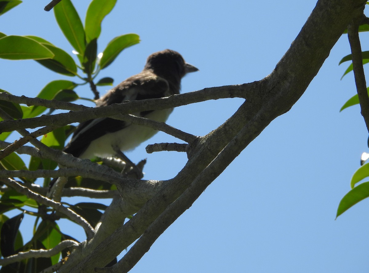 Pied Butcherbird - ML646552974