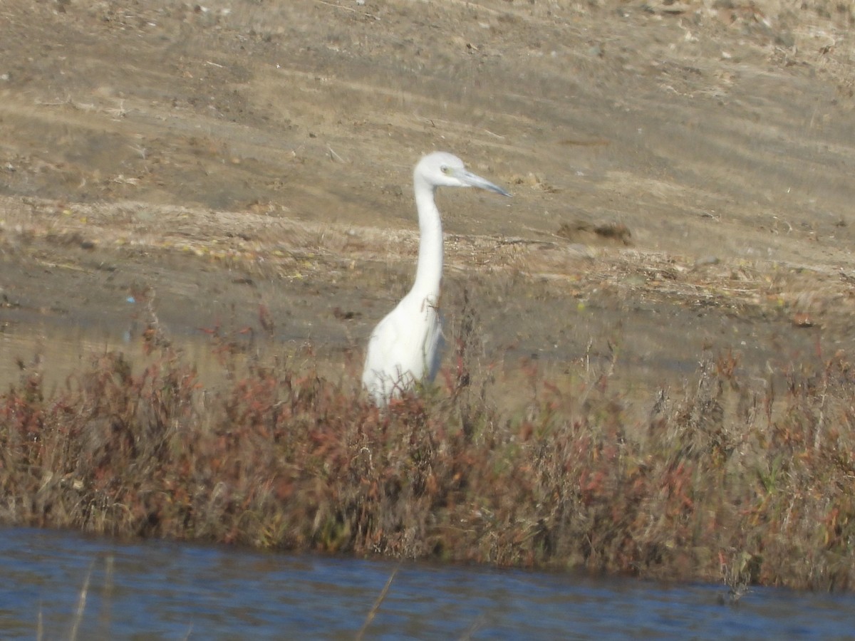Little Blue Heron - ML646552975