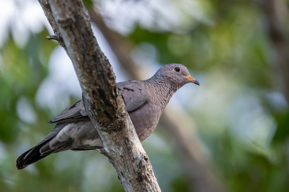 Common Ground Dove - ML646552976