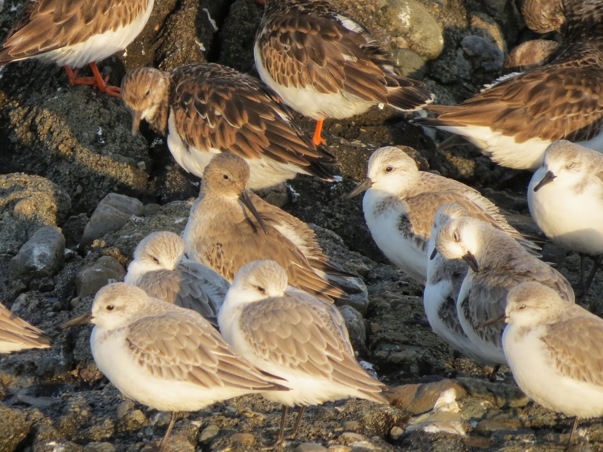 Dunlin - ML646552977