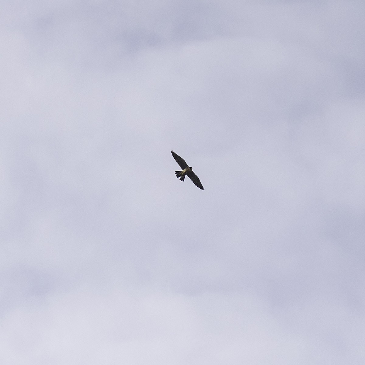 Peregrine Falcon - ML646552978