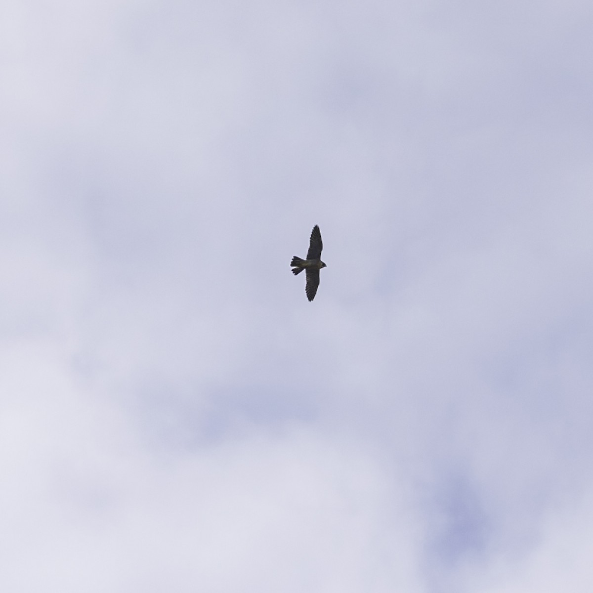 Peregrine Falcon - ML646552979