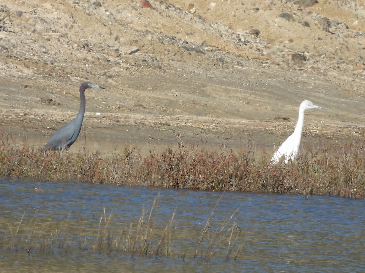 Little Blue Heron - ML646552980