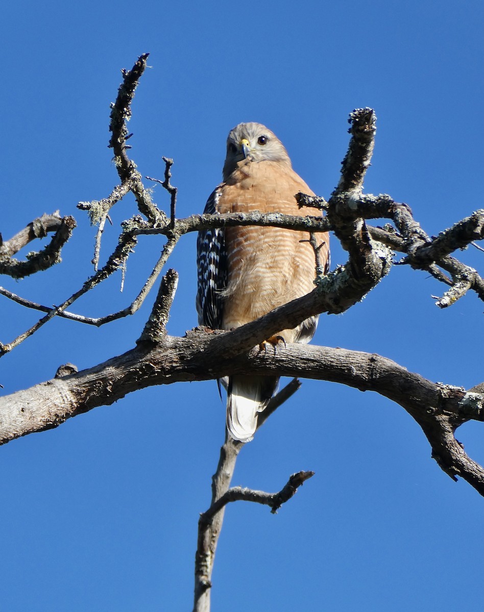 Red-shouldered Hawk - ML646552981