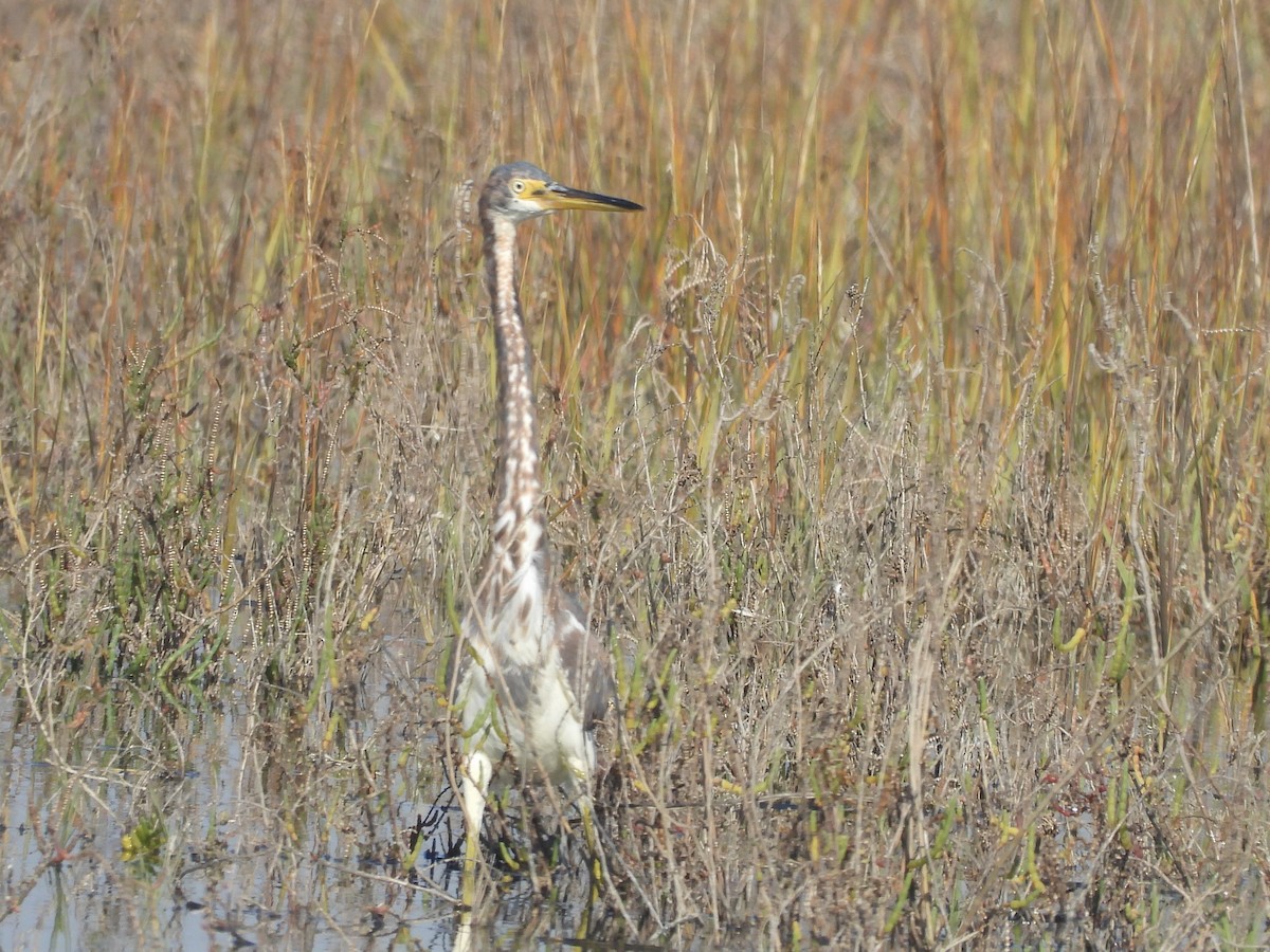 Tricolored Heron - ML646552982