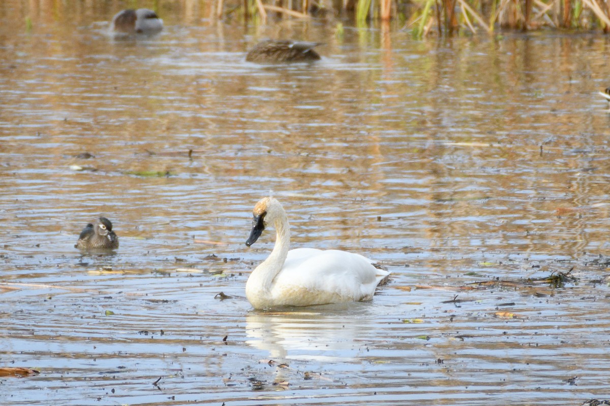 Tundra Swan - ML646552984