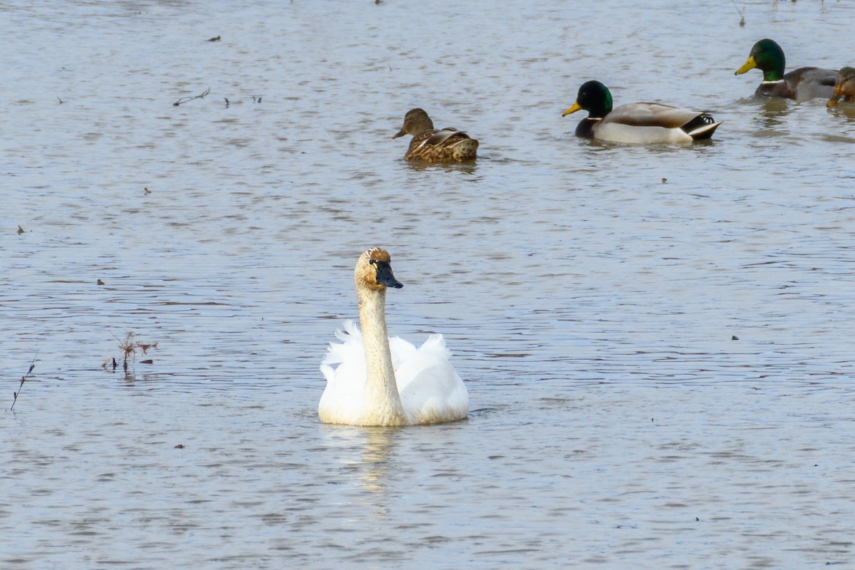 Tundra Swan - ML646552985