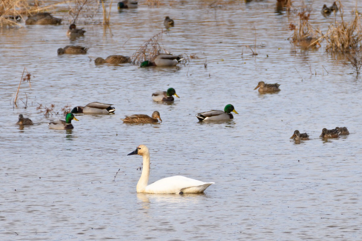 Tundra Swan - ML646552986