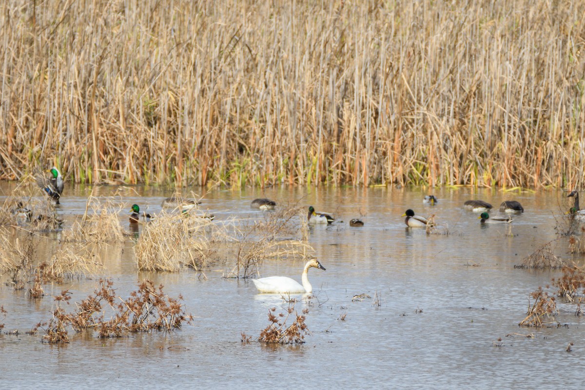 Tundra Swan - ML646552987