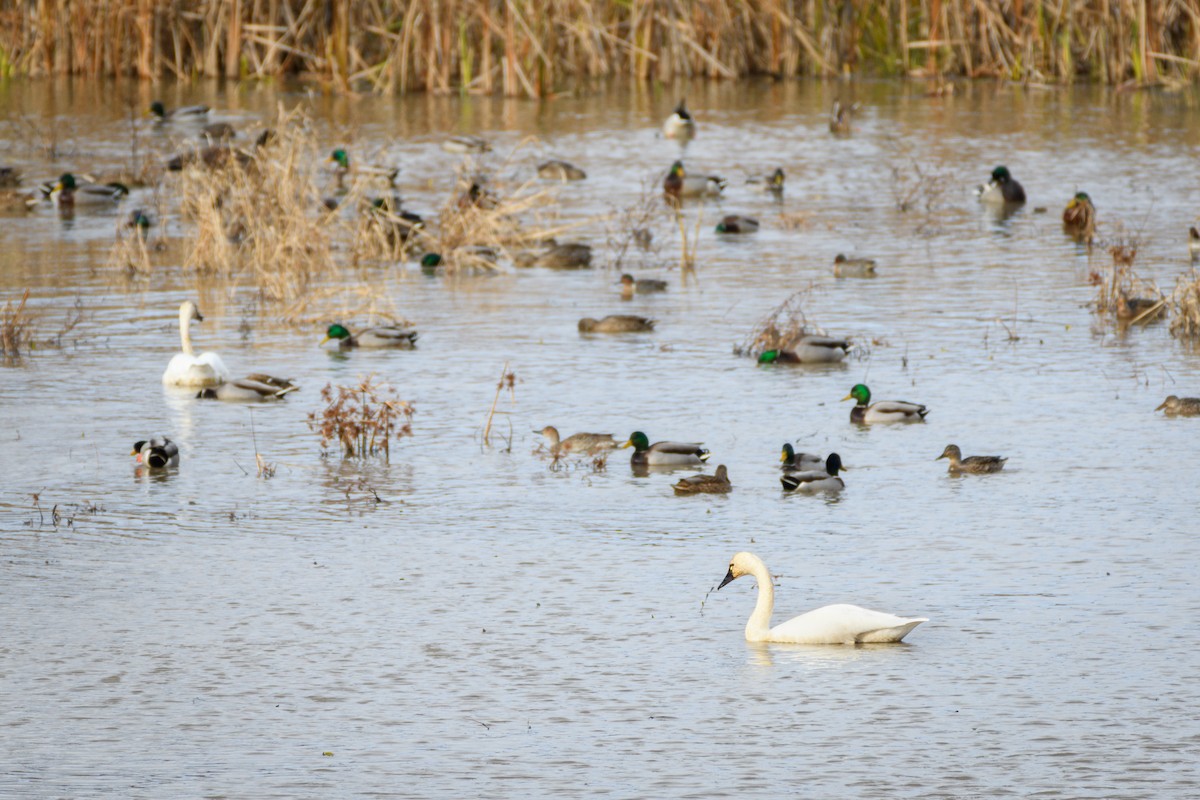 Tundra Swan - ML646552988
