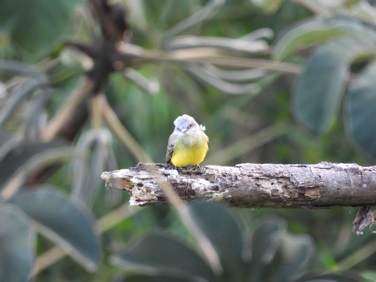 Tropical Kingbird - ML646552990