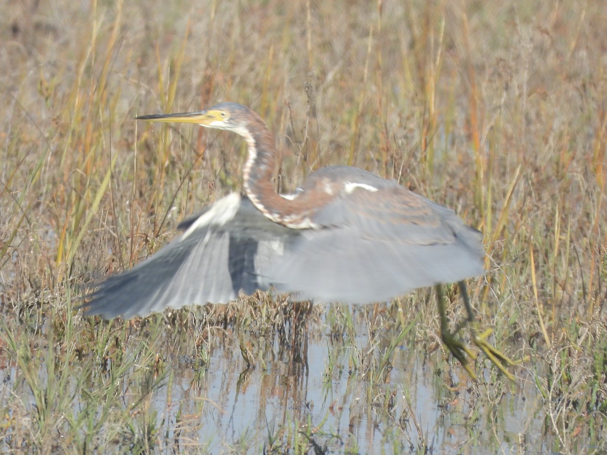 Tricolored Heron - ML646552992