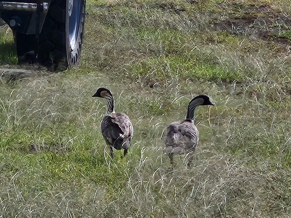 Hawaiian Goose - ML646552993