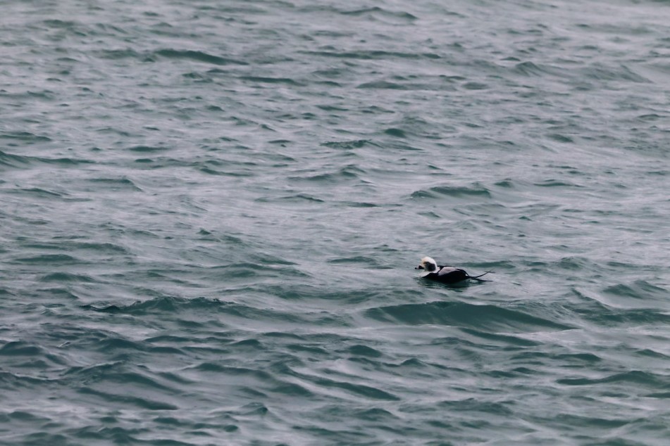 Long-tailed Duck - ML646552994