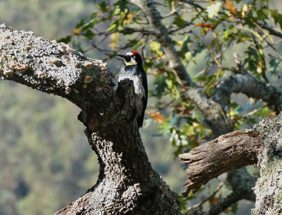 Acorn Woodpecker - ML646552995