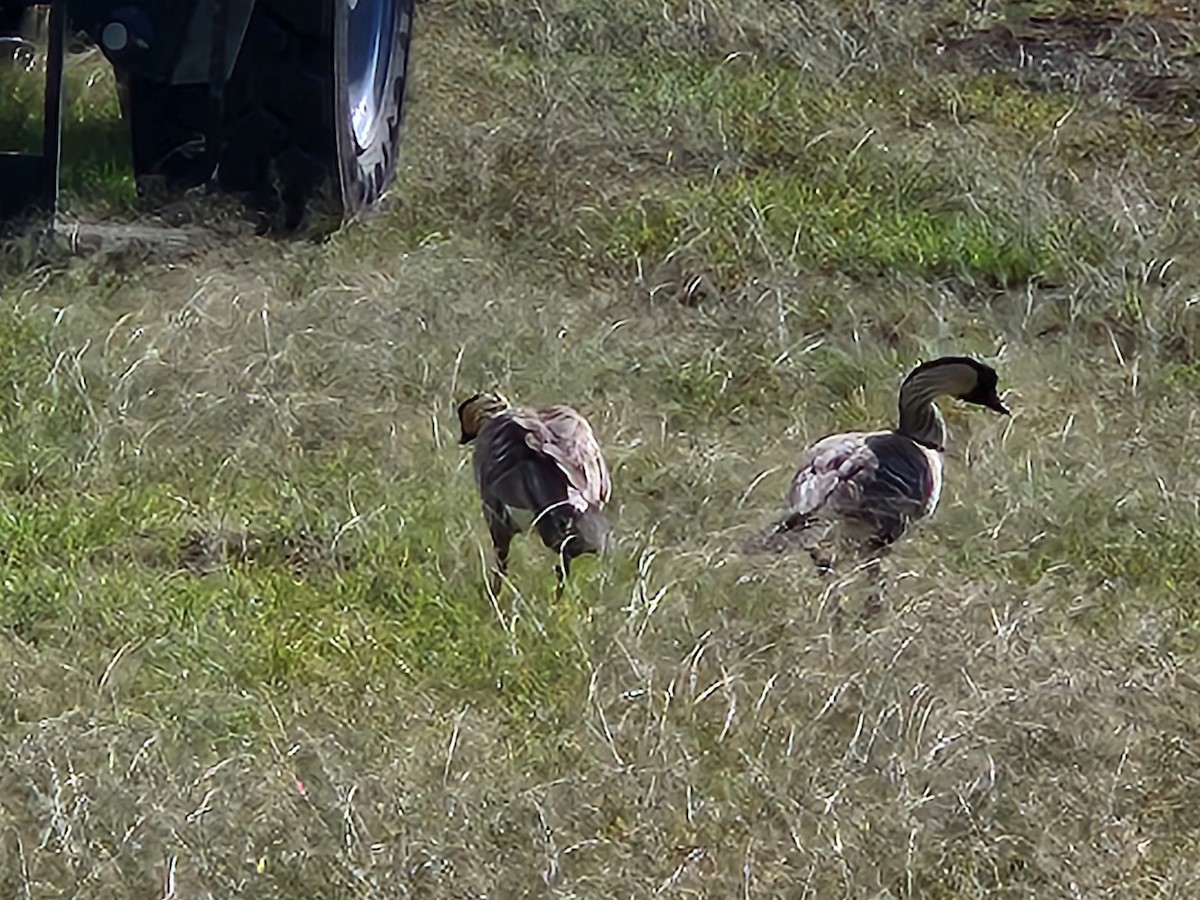 Hawaiian Goose - ML646552998