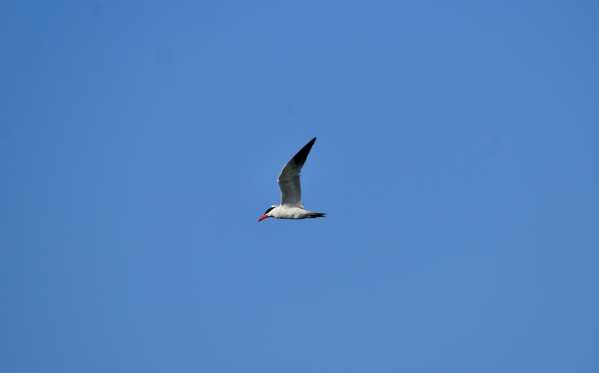 Hazar Sumrusu - ML646553004