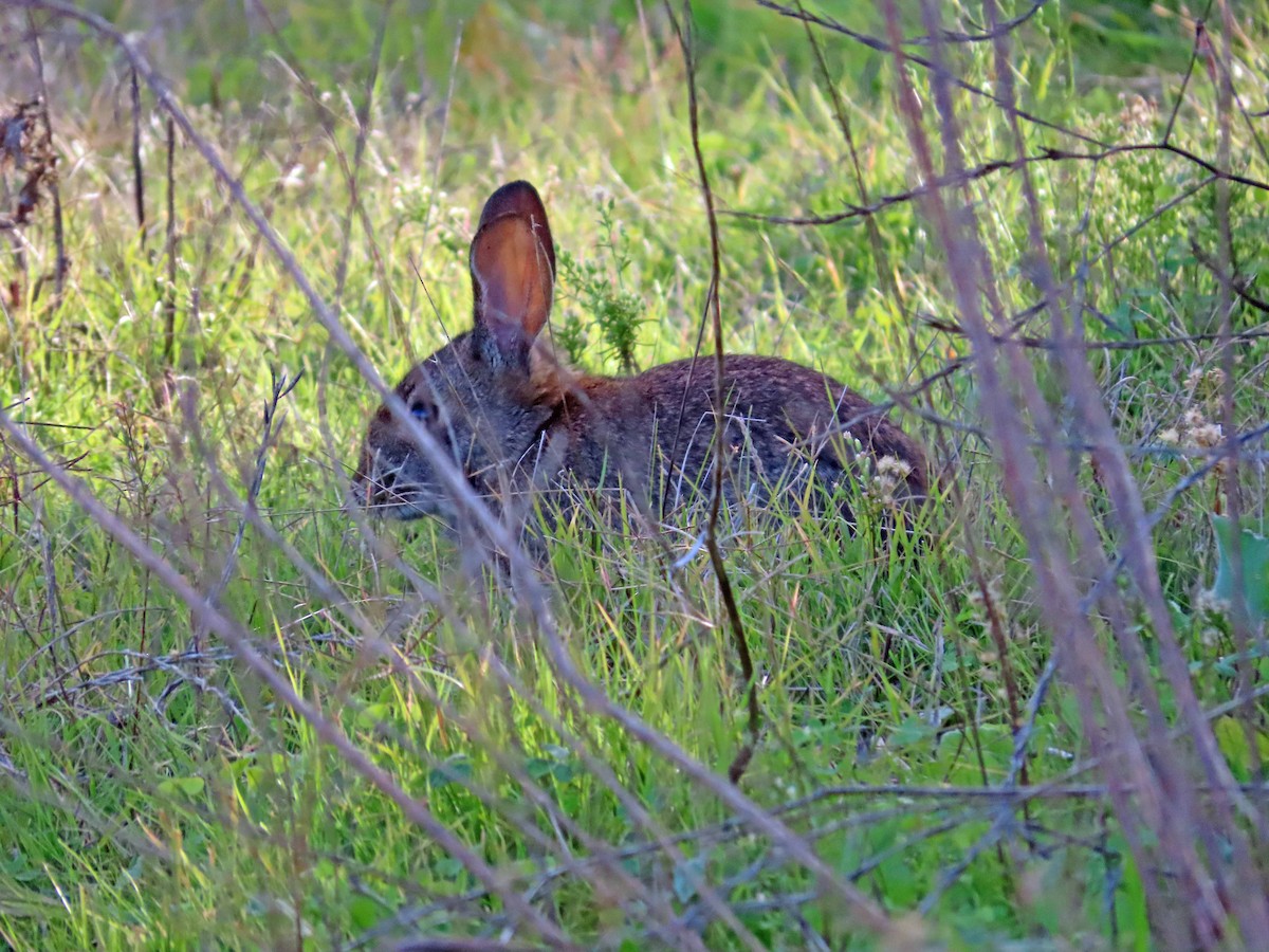 Animals - ML646553005