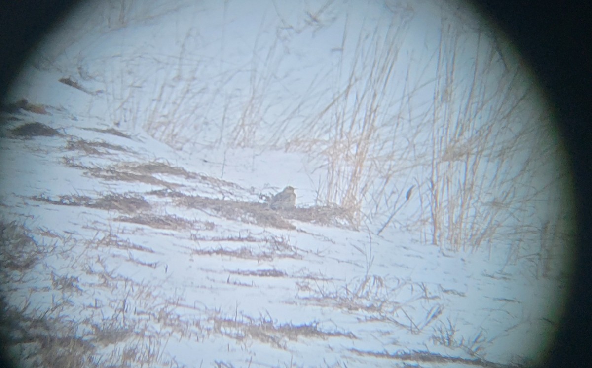 Western/Eastern Meadowlark - ML646553006
