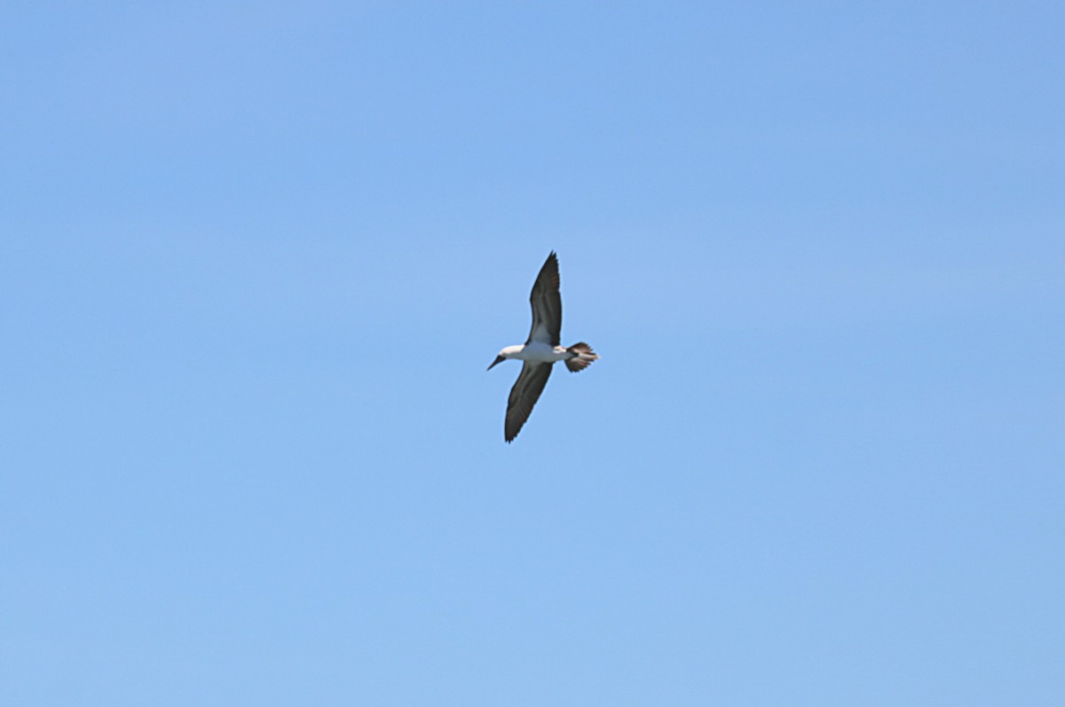 Peruvian Booby - ML646553011