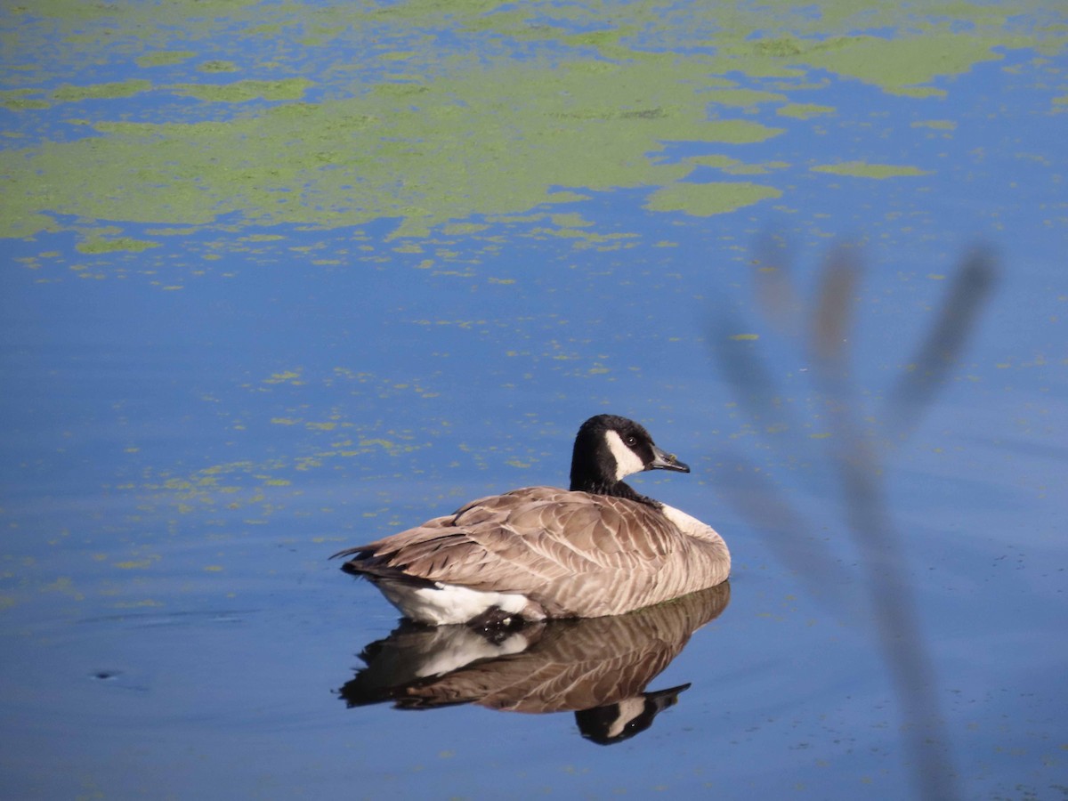 Canada Goose - ML646553013