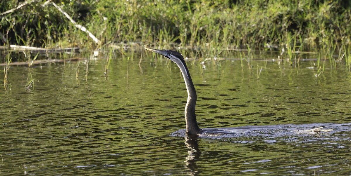 נחשון אפריקני - ML646553014