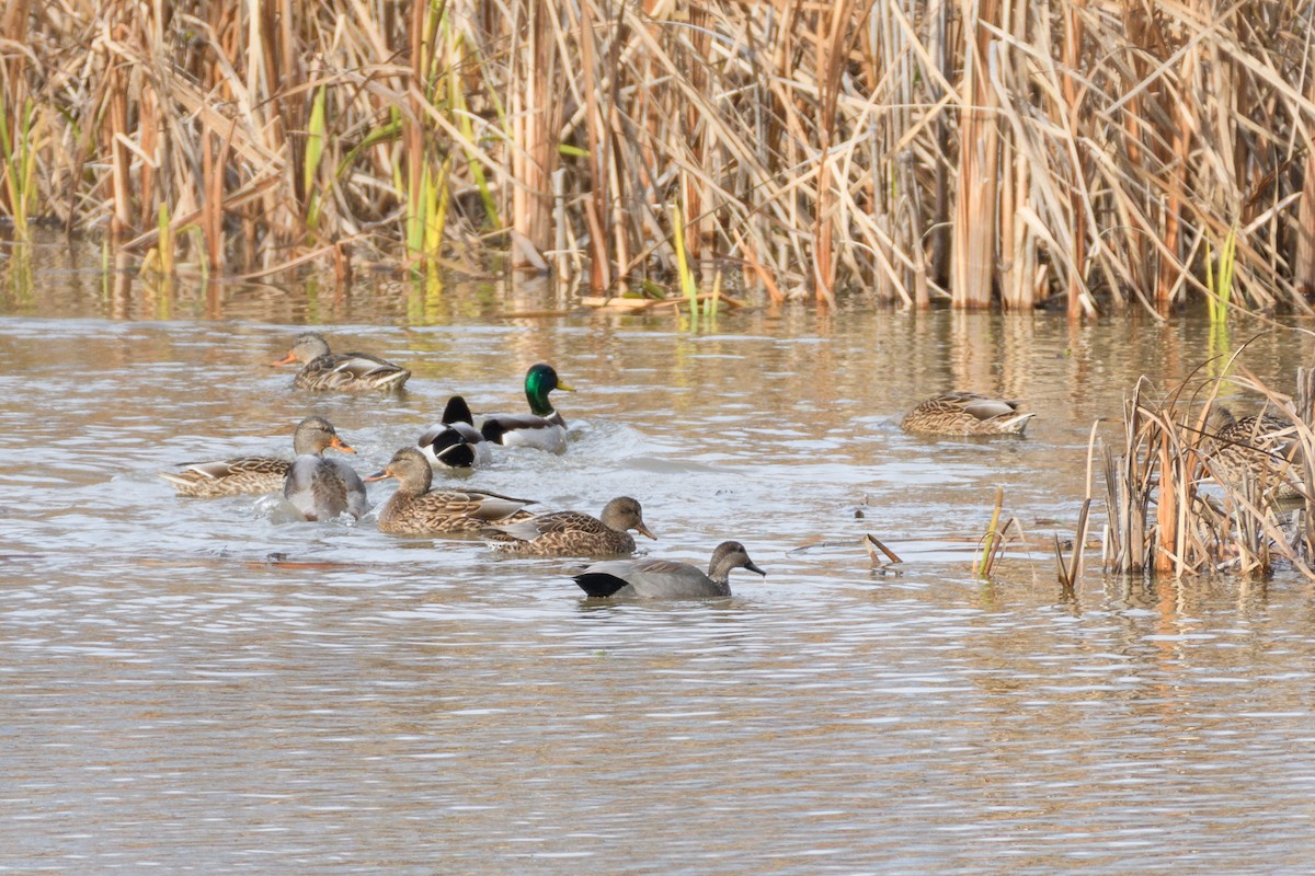 Gadwall - ML646553018