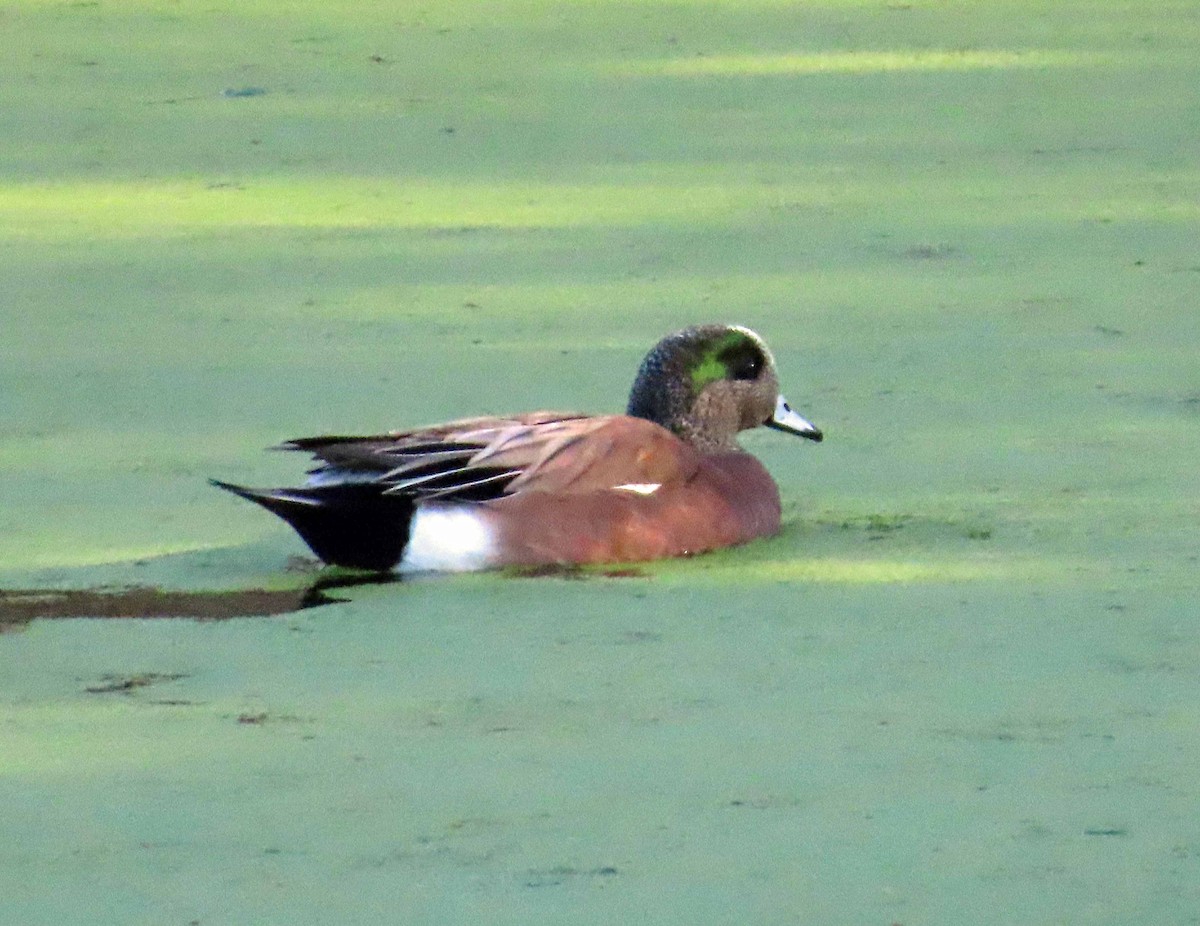 American Wigeon - ML646553021