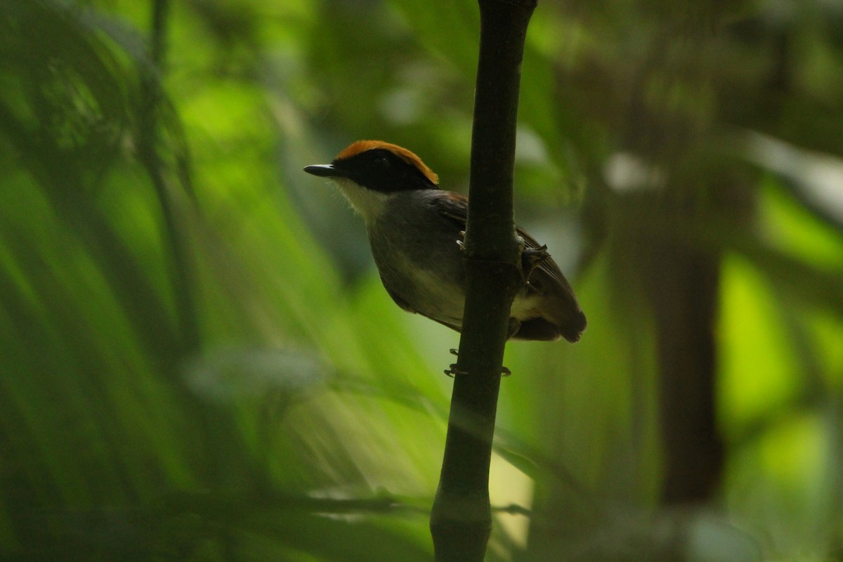 Black-cheeked Gnateater - ML646553022