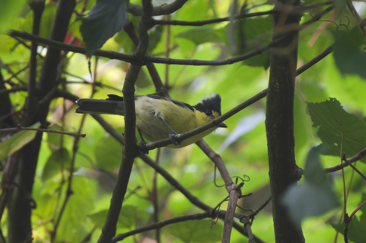 タイワンシジュウカラ - ML646553023