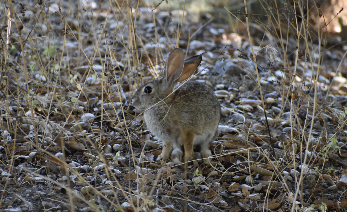 Desert Cottontail - ML646553024