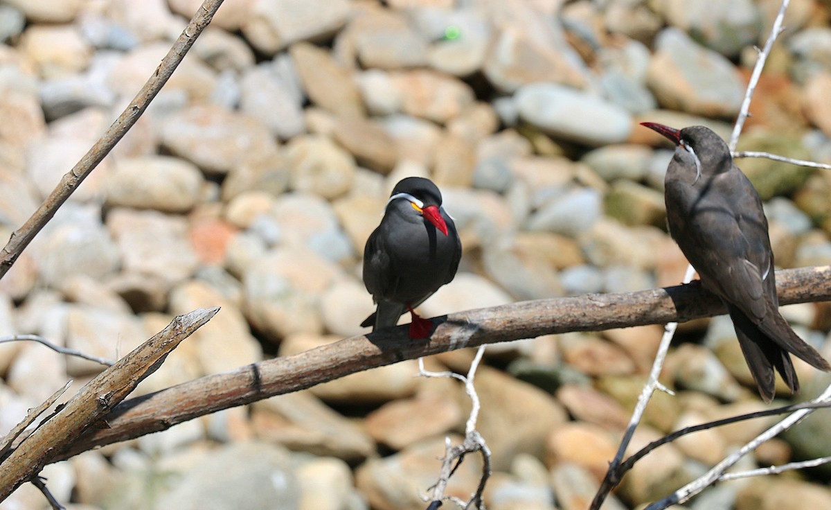 Inca Tern - ML646553026