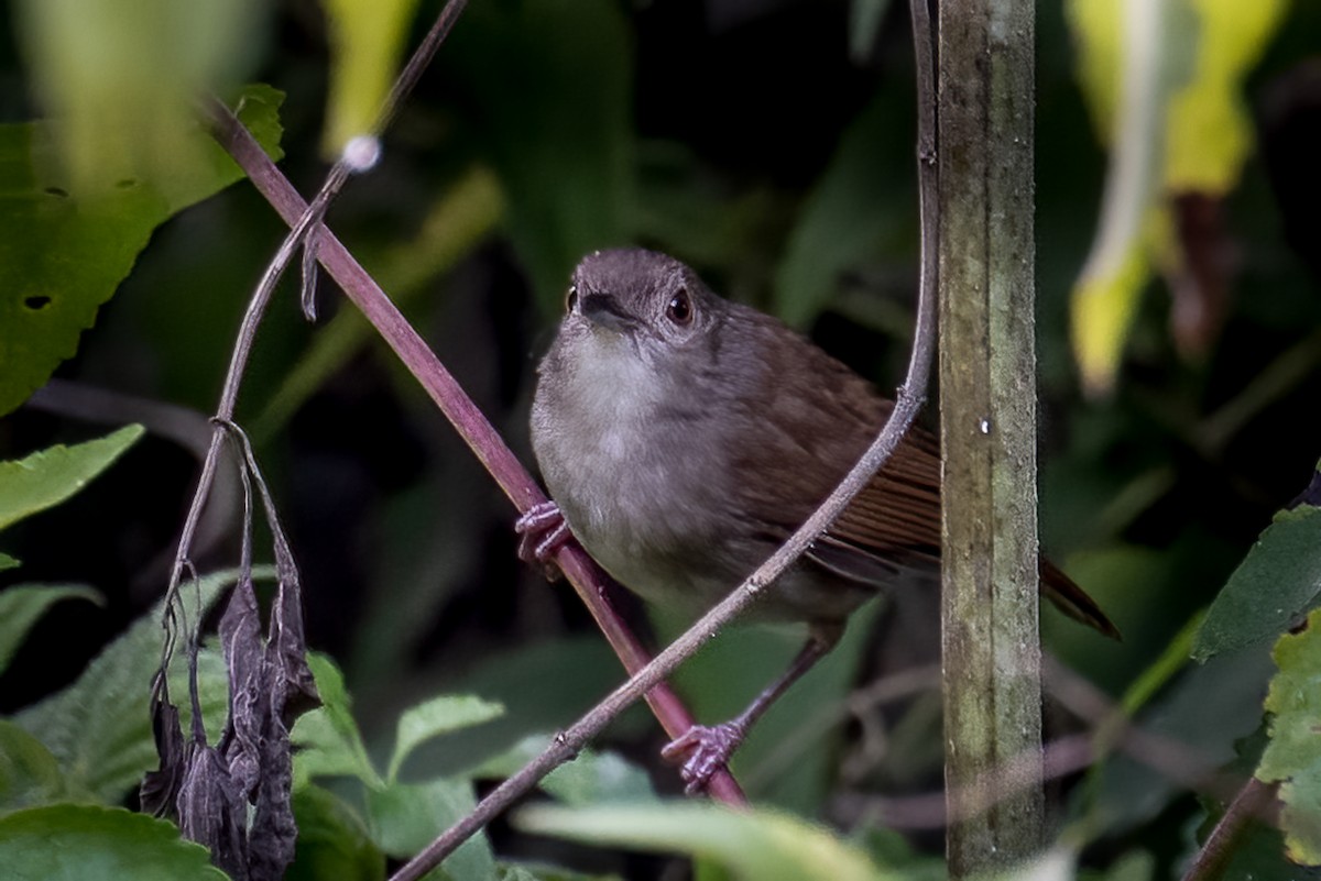 Sulawesi Babbler - ML646553027