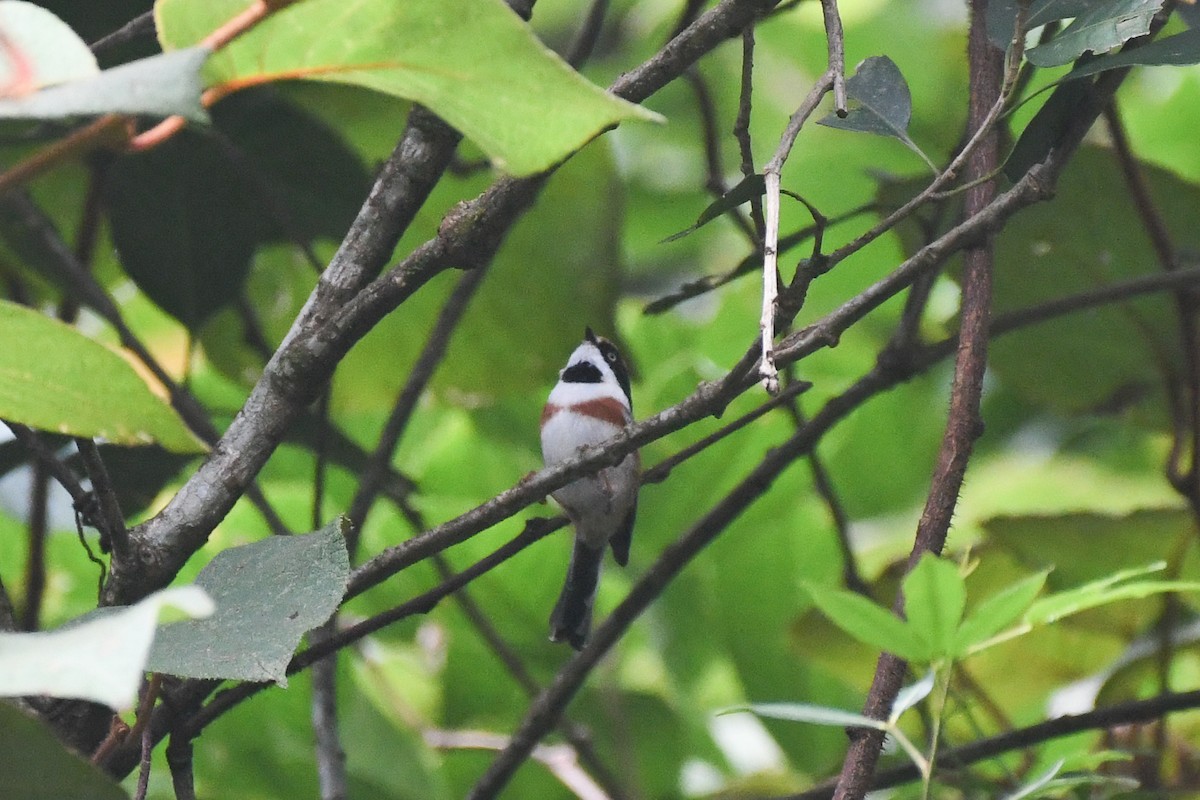 ズアカエナガ（concinnus グループ） - ML646553028