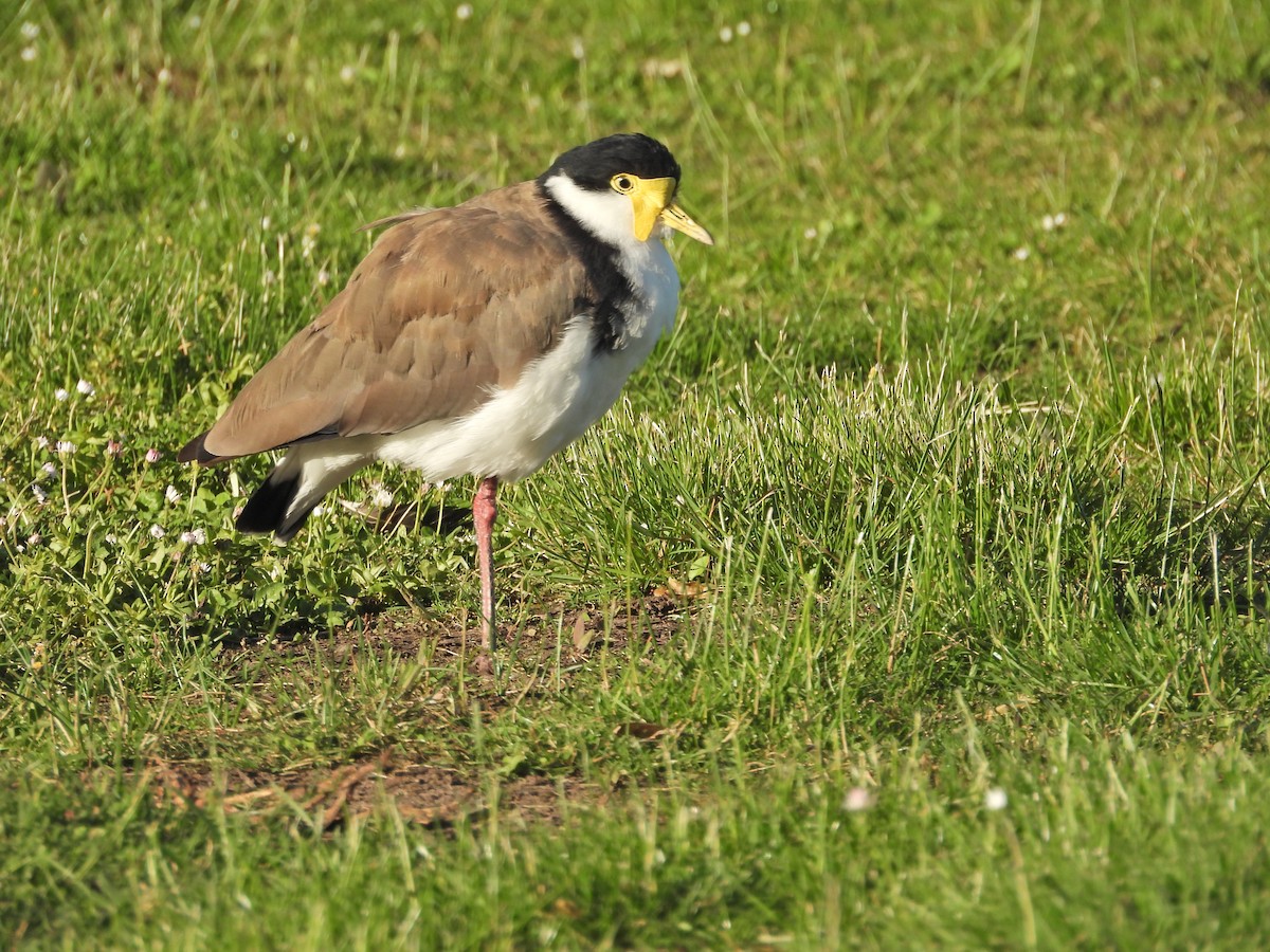 Masked Lapwing (Black-shouldered) - ML646553031