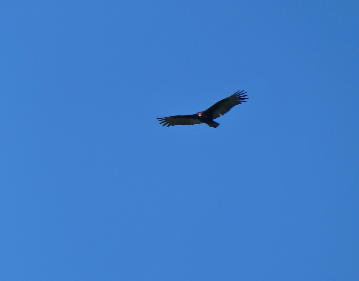 Turkey Vulture - ML646553037