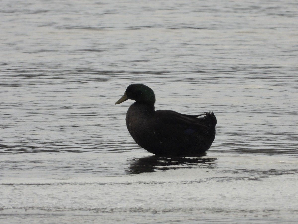 マガモ（アヒル、家畜） - ML646553038