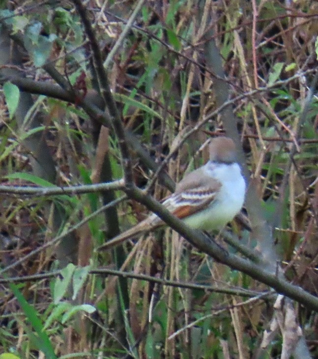 Gri Boğazlı Sinekkapan - ML646553041