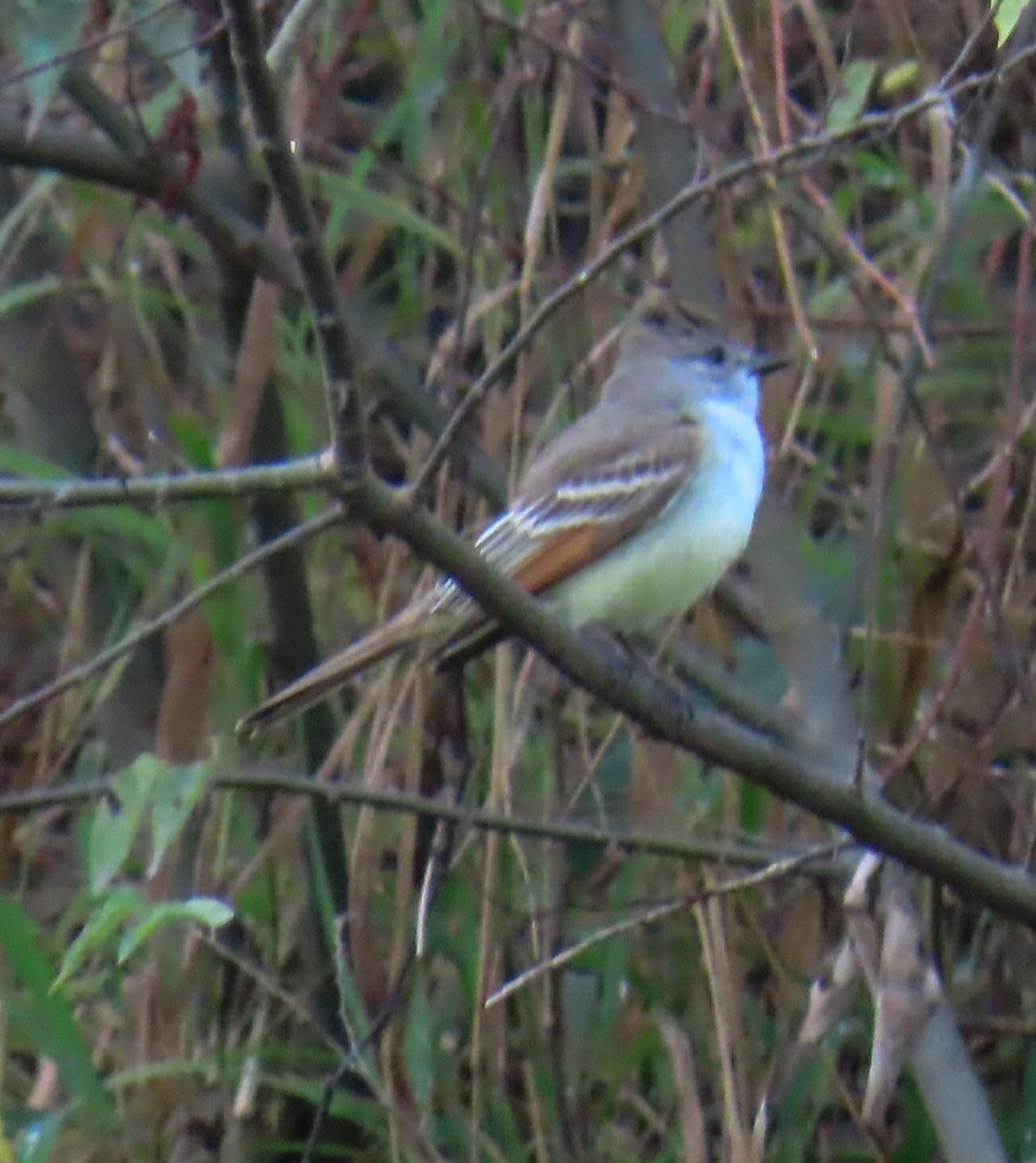 Gri Boğazlı Sinekkapan - ML646553042