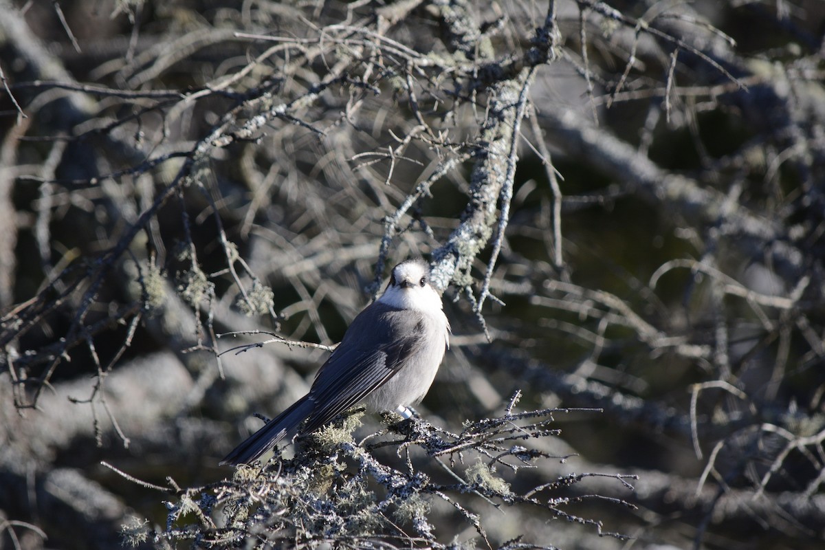 Canada Jay - ML646553043