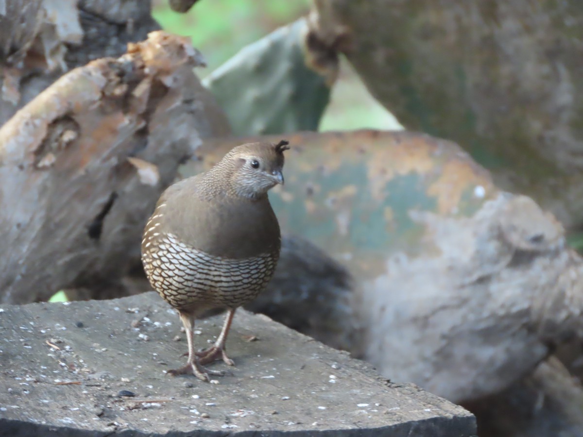 California Quail - ML646553048